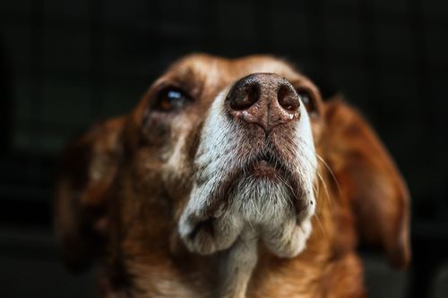 How does a dog's nose work? – How It Works