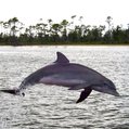 dolphin playing