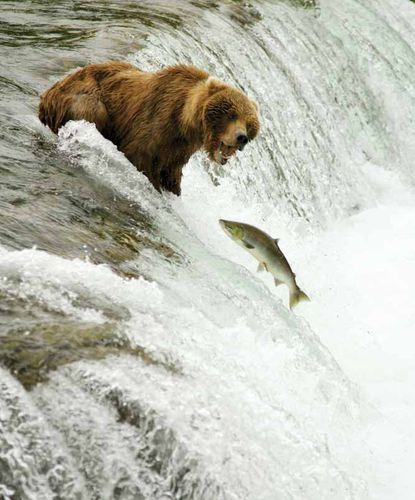 salmon leap
