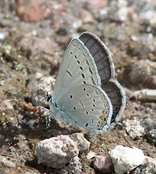 tailed blue butterfly