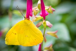 cloudless sulphur butterfly