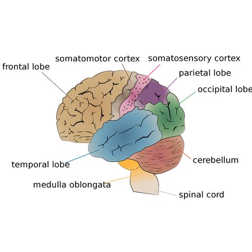 How Does Visual Processing Work