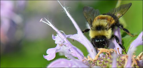 rusty patched bumble bee