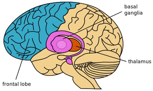 Image explaining where tourettes happens in the brain. frontal lobe, and basal ganglia