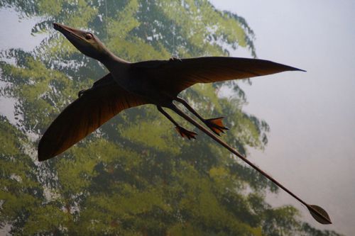 Let's learn about pterosaurs