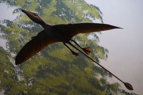 Did pterosaurs have feathers? Scientific debate takes flight in new study