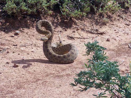 Snake, Rattle, and Roll, Sequence Reading Passage