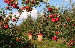 How bout them apples? and a Chalkboard Project Wall