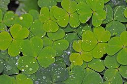 a shamrock