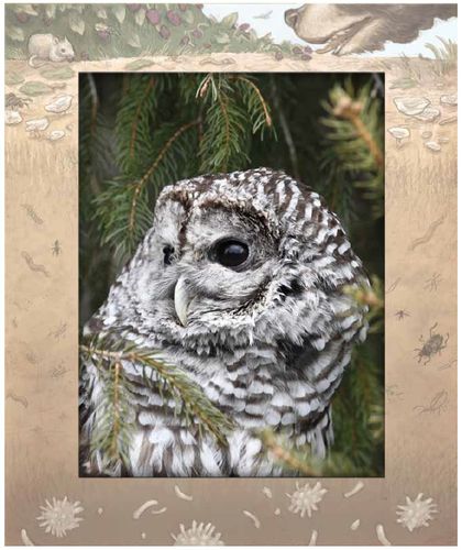 owl frame
