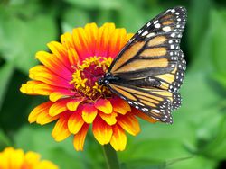 monarch butterfly on zinnia flower