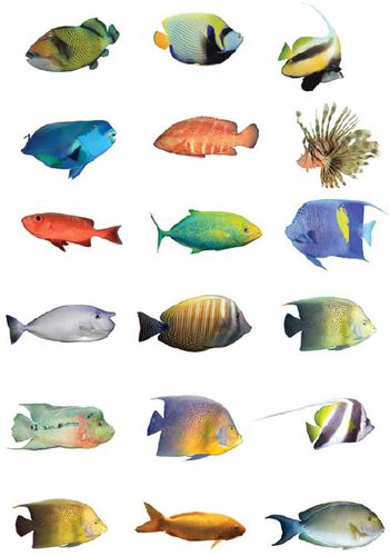 fish sizes colors