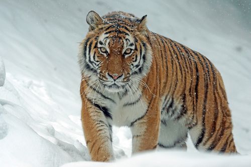 Ming, the Bengal Tiger Raised in a Harlem Apartment, Has Died