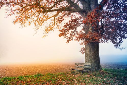 fall bench