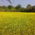 summer field with trees