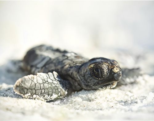 If we're into tiny turtles, here's a baby spotted turtle I found last week.  : r/NatureIsFuckingLit