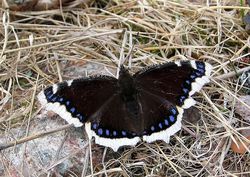 mourning cloak butterfly