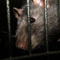 sewer rat