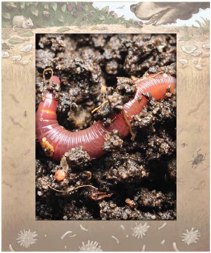 earthworm soil