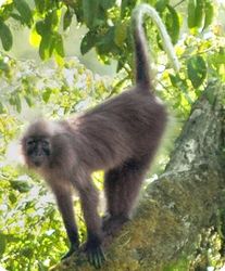 A scientist's quest to save the Americas' biggest monkey - Los