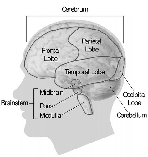 brain parts black and white