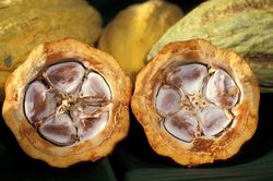 bisected cacao pod