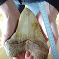 megalodon tooth