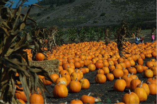 pumpkin patch