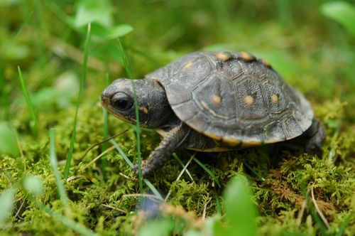 turtle baby