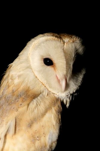 An Owl Is a Bird, First Grade Reading Passage