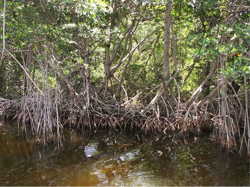 Are The Everglades Forever Eighth Grade Reading Passage