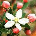 apple buds flower