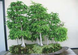 matcha bambus Matcha Chasen main image 1