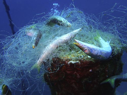 ocean pollution fish