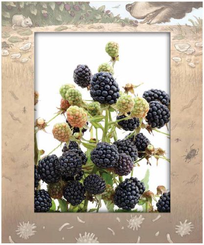 blackberries blackberry