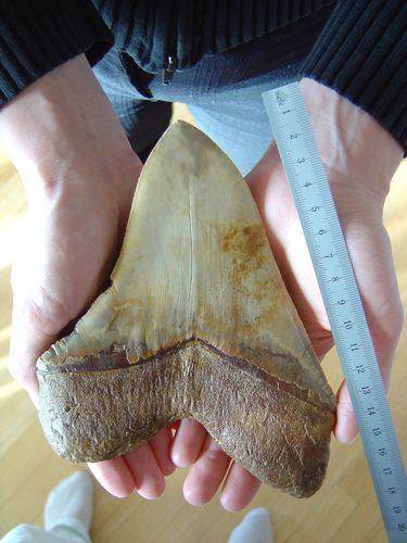 megalodon tooth