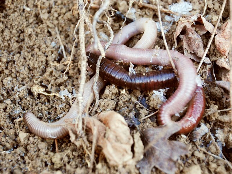 Eavesdropping on earthworms can offer guide to healthy soil