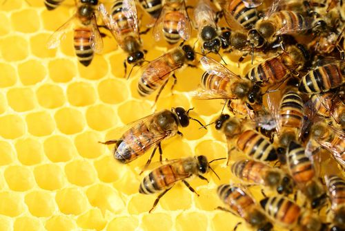 Shedding Light on the Secret Reproductive Lives of Honey Bees