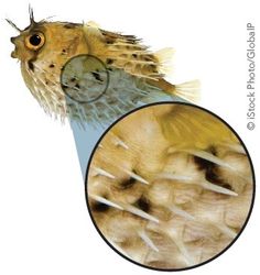 pufferfish