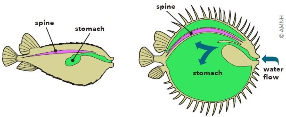 fish