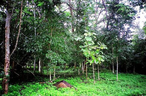 The Ecosystem of the Forest: Exploring Nature"s Complex Web of Life