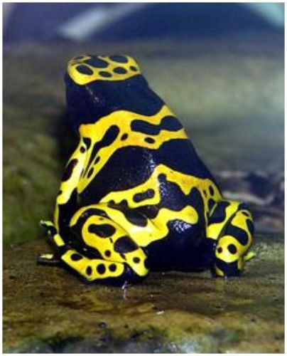 frog animal