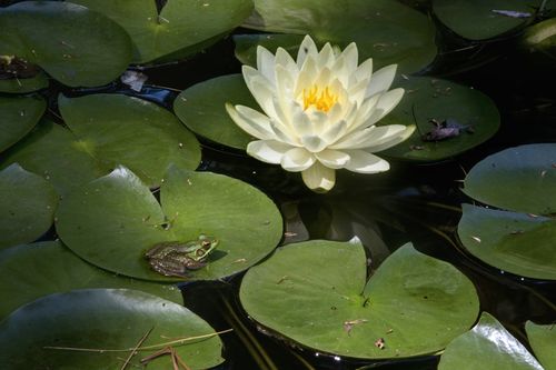 What Lives in a Pond: Unveiling Aquatic Mysteries