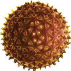 pollen illustration closeup