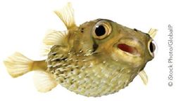 puffer fish