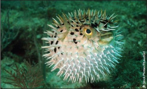 blown up puffer fish
