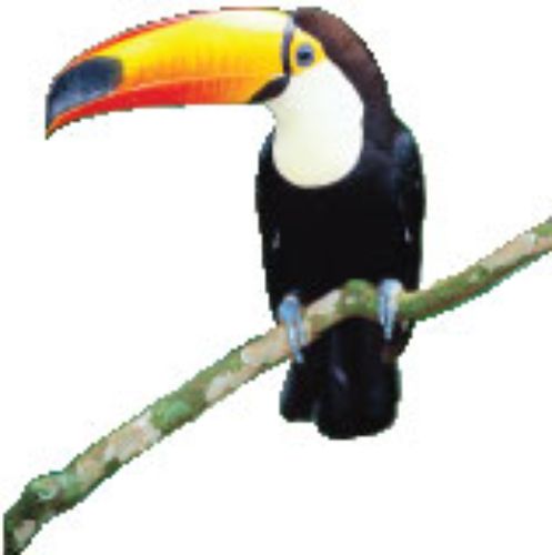 Toucan bird branch