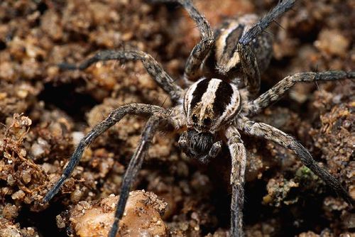 Пауки новосибирской области фото Spiders, Kindergarten Reading Passage