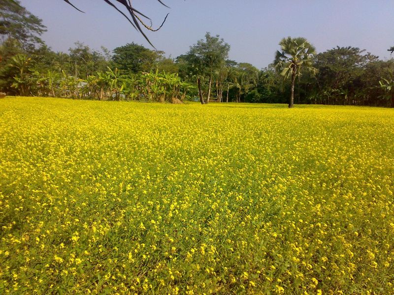 summer field with trees