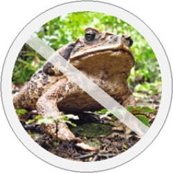 toad no sign